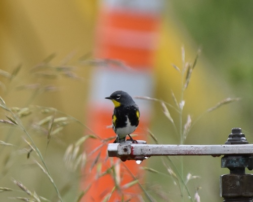 iNaturalist observation photo of Yellow-rumped Warbler