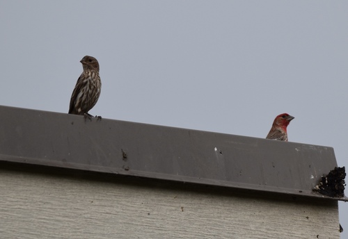 iNaturalist observation photo of House Finch