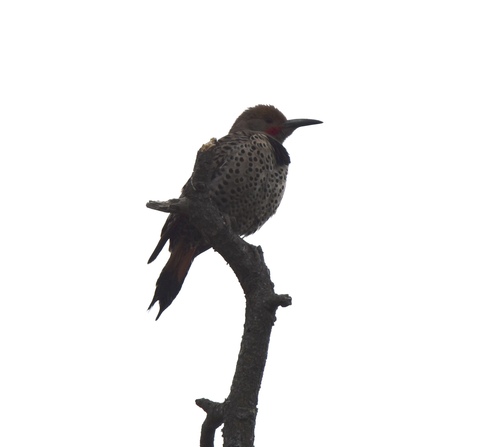 iNaturalist observation photo of Northern Flicker