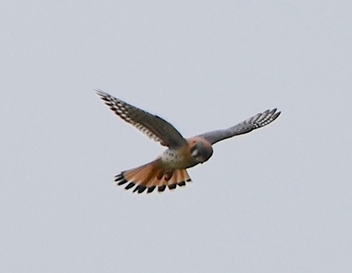 iNaturalist observation photo of American Kestrel