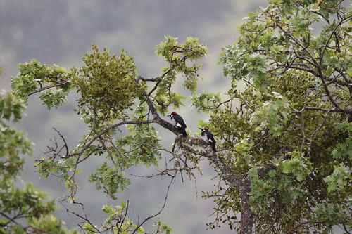 iNaturalist observation photo of Acorn Woodpecker