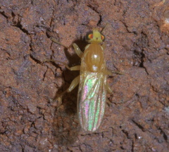 Chyromyidae