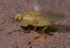 Chyromyidae
