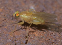 Chyromyidae