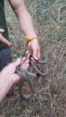 Masticophis schotti ruthveni
