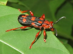 Rhinotragus conformis