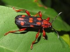 Rhinotragus conformis