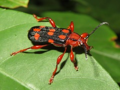 Rhinotragus conformis