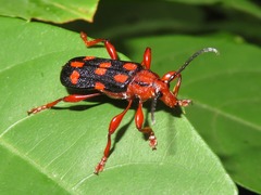 Rhinotragus conformis