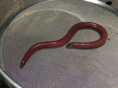 Angel's Caecilian photo 1