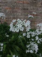 Allium neapolitanum