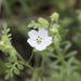 White Nemophila - Photo (c) Todd Ramsden, some rights reserved (CC BY-NC)