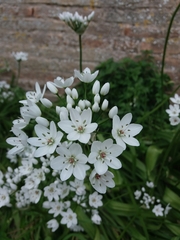 Allium neapolitanum