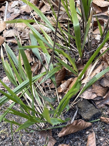 Wood Fescue (Festuca altissima)
