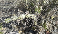 Tephrocactus articulatus