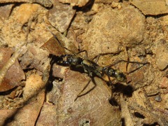 Sphecotypus niger