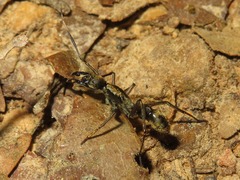 Sphecotypus niger
