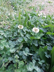 Trifolium repens repens