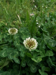 Trifolium repens repens