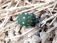 Pachycoris torridus