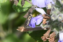 Orthonevra bellula