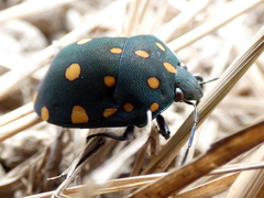 Pachycoris torridus