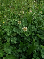 Trifolium repens repens