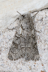 Acronicta tota