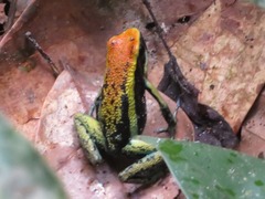 Pleasing Poison Frog photo 3