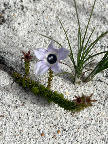 Blackeye Bell (Roella triflora)