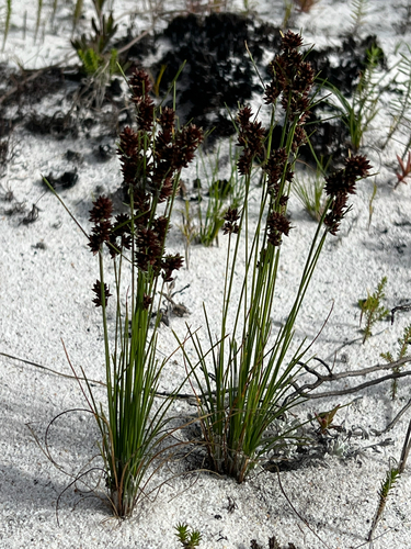 Bulbous Sedge (Ficinia bulbosa)