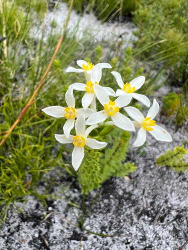 Hairyflower Capesaffron (Gnidia tomentosa)