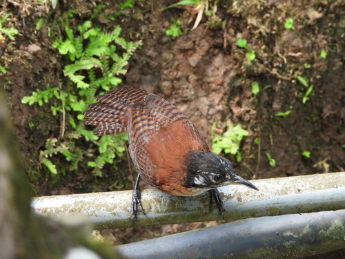 Bay Wren (Cantorchilus nigricapillus), photo 10
