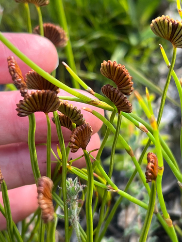 Toothbrush Fern (Schizaea pectinata)