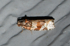 Argyrotaenia kimballi