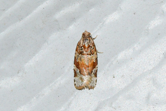 Argyrotaenia kimballi