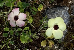 Ranunculus asiaticus