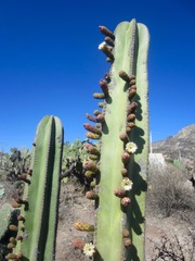Lophocereus marginatus