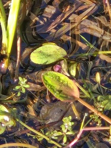 Greater Creeping Spearwort (Ranunculus flammula)