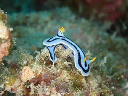 Chromodoris lochi