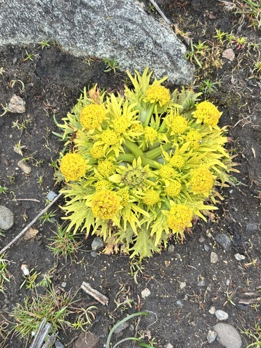 Sanicula arctopoides