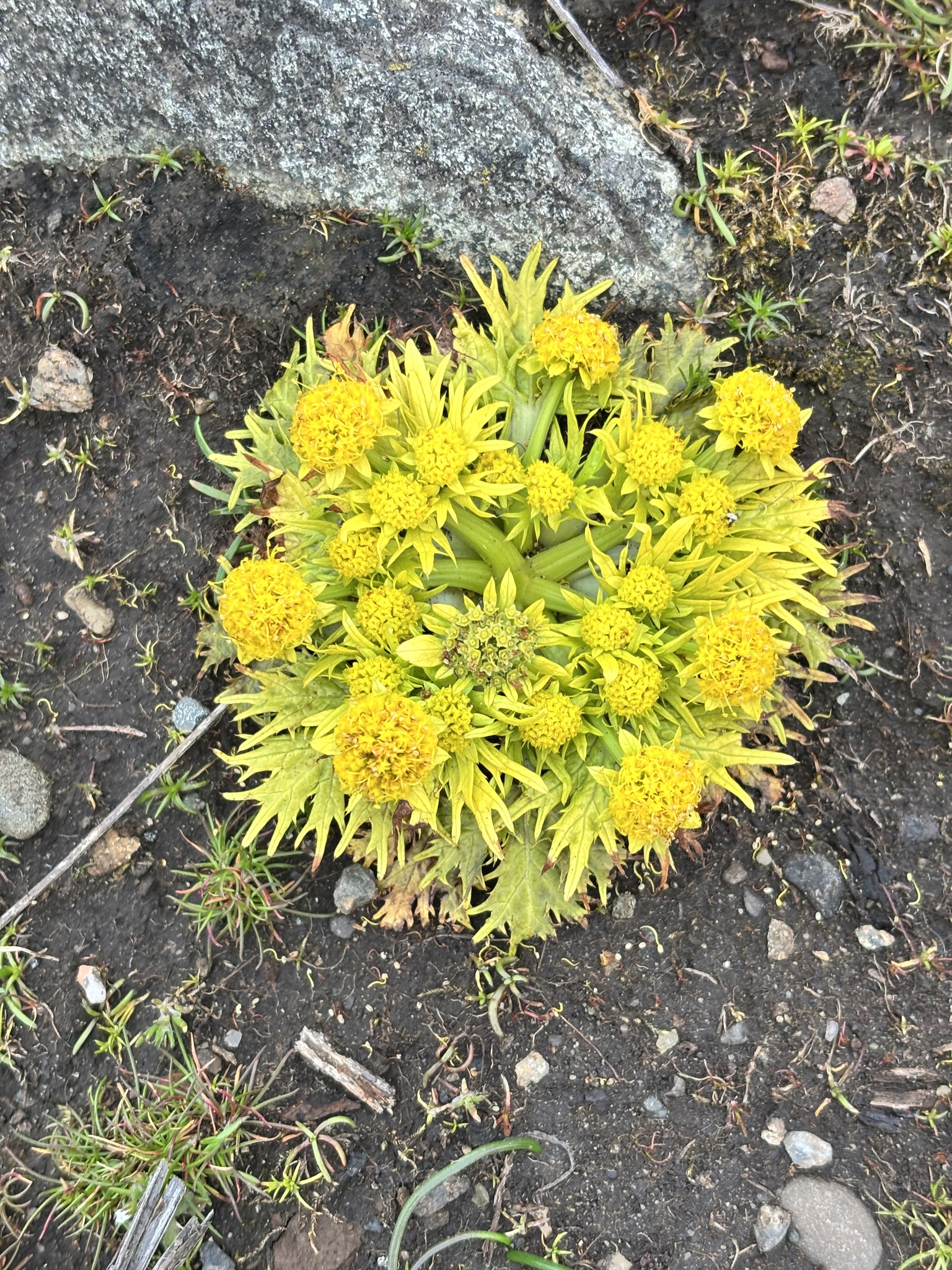 Sanicula arctopoides