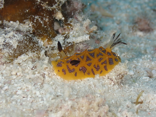 Halgerda indotessellata