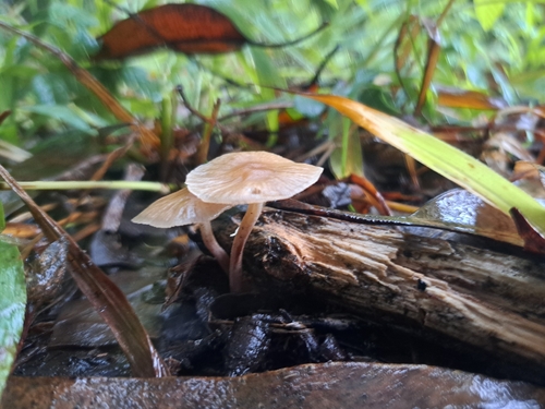 Collybiopsis subpruinosa, 2026-03-26