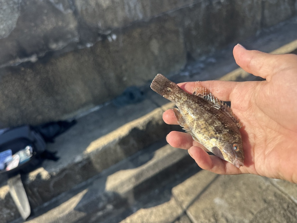 Baillon's wrasse (Symphodus bailloni) — Labridae