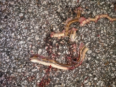 Ophisaurus attenuatus