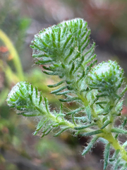 Berzelia arachnoidea (Berzelia arachnoidea)