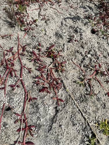 Sesuvium portulacastrum image