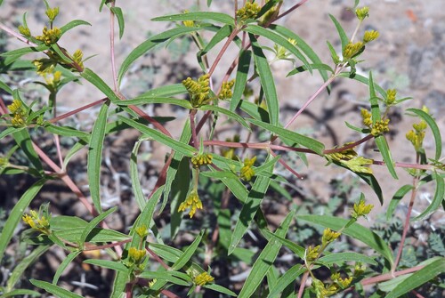 speedyweed (Flaveria bidentis)