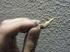 Image of Hemidactylus platyurus